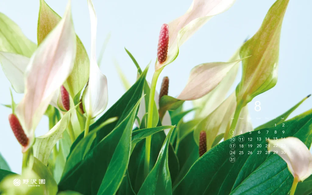 野沢園植物カレンダー2025年8月
