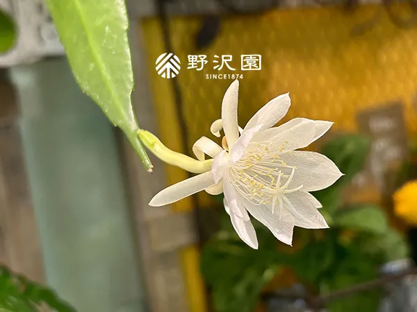 姫月下美人