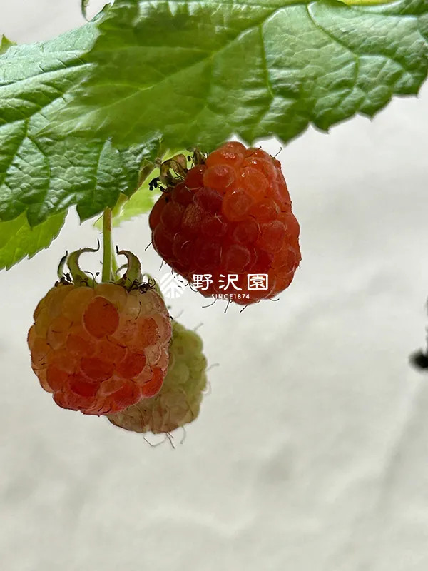 ラズベリー