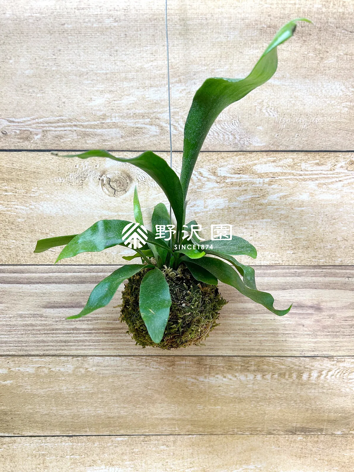 ビカクシダ（苔玉仕立て）