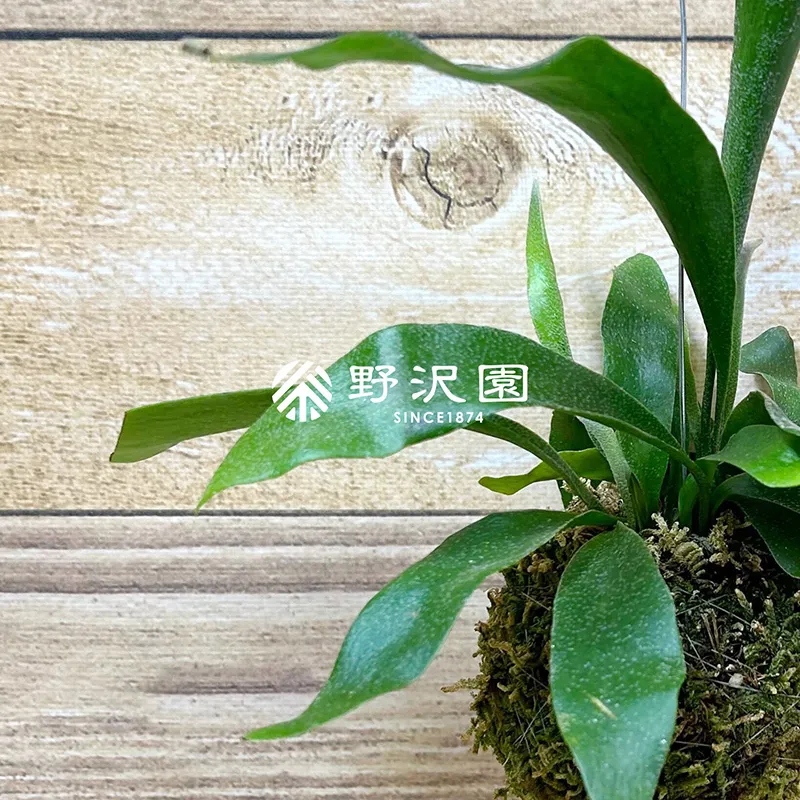 ビカクシダ(苔玉仕立て)