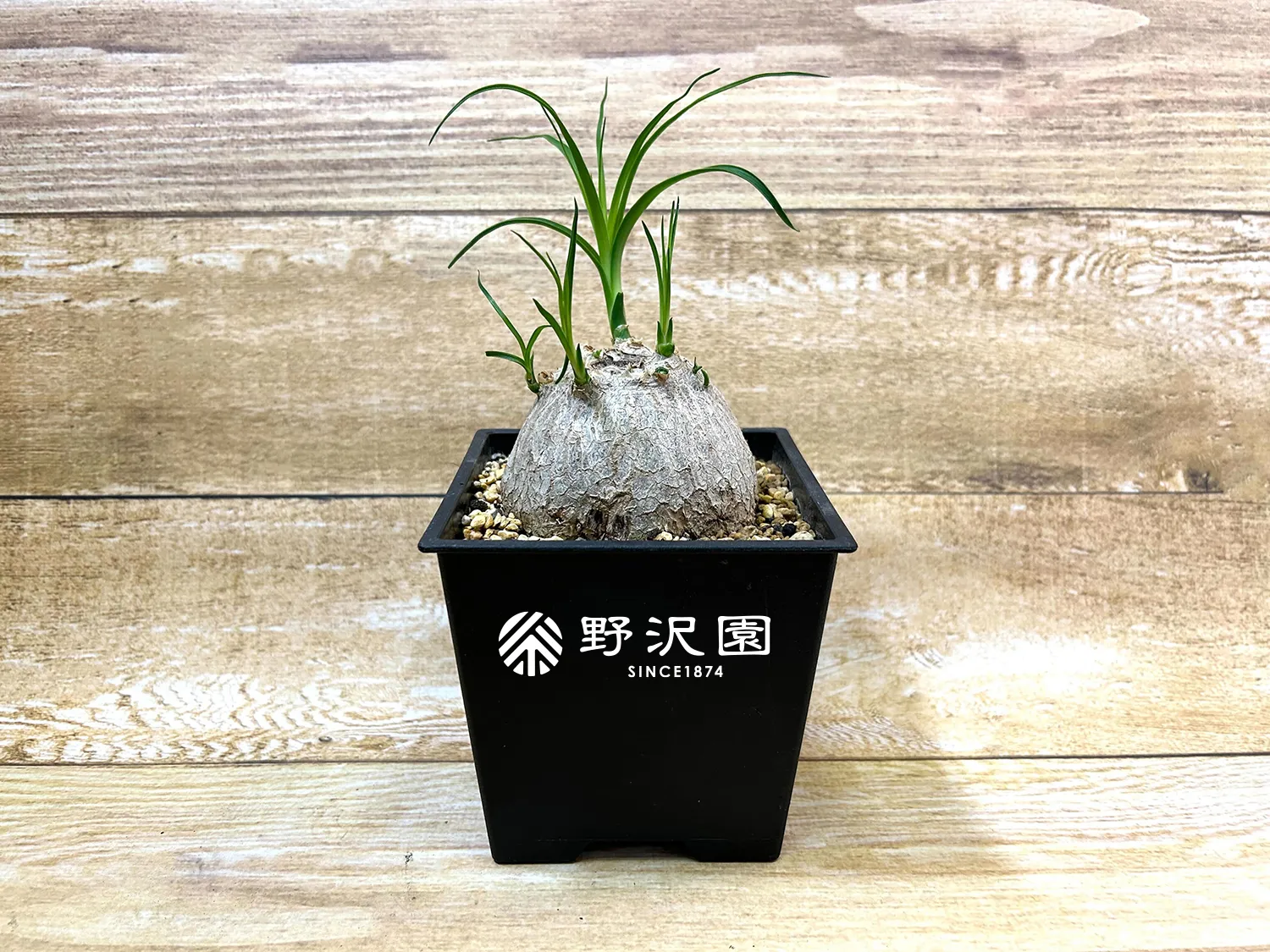 トックリラン