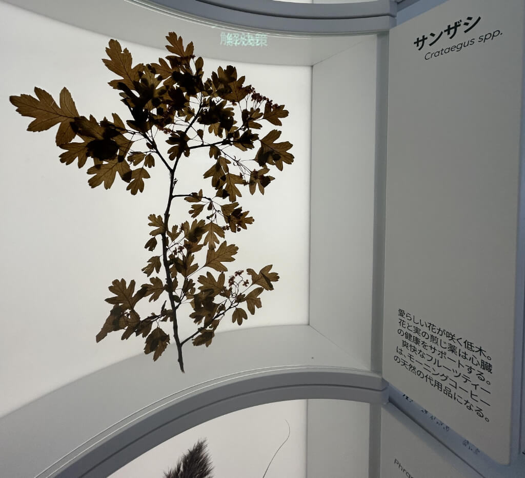 関西・大阪万博　バルトパビリオン　野沢園blog