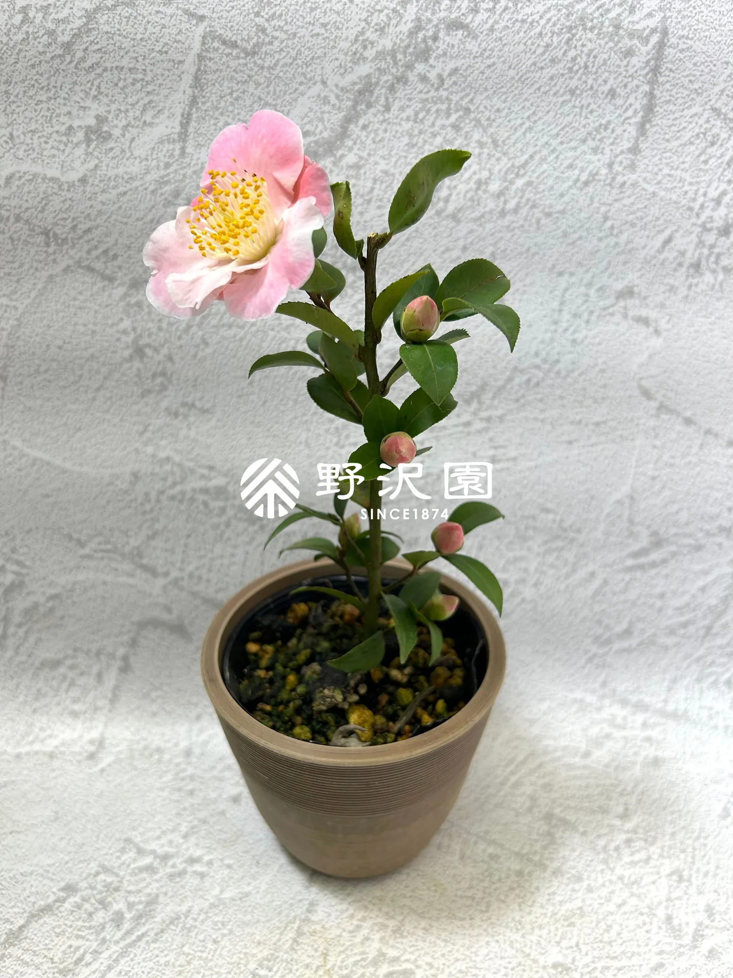 匂い椿