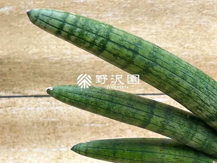 サンセベリア・ボンセレンシス