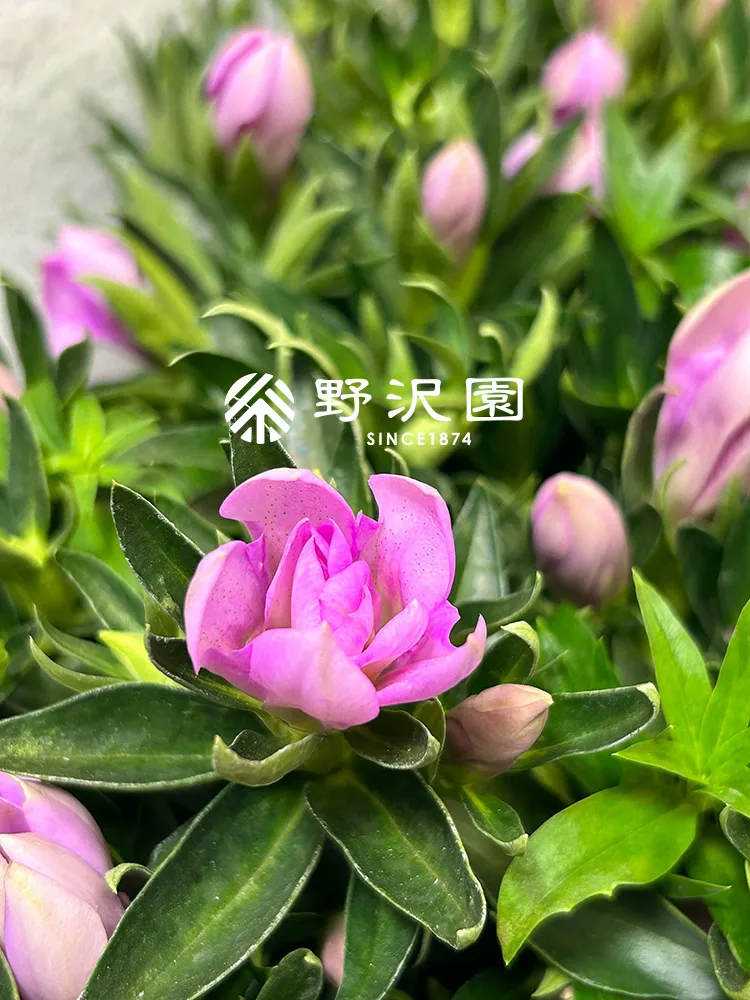 リンドウ・桜孔雀（サクラクジャク）