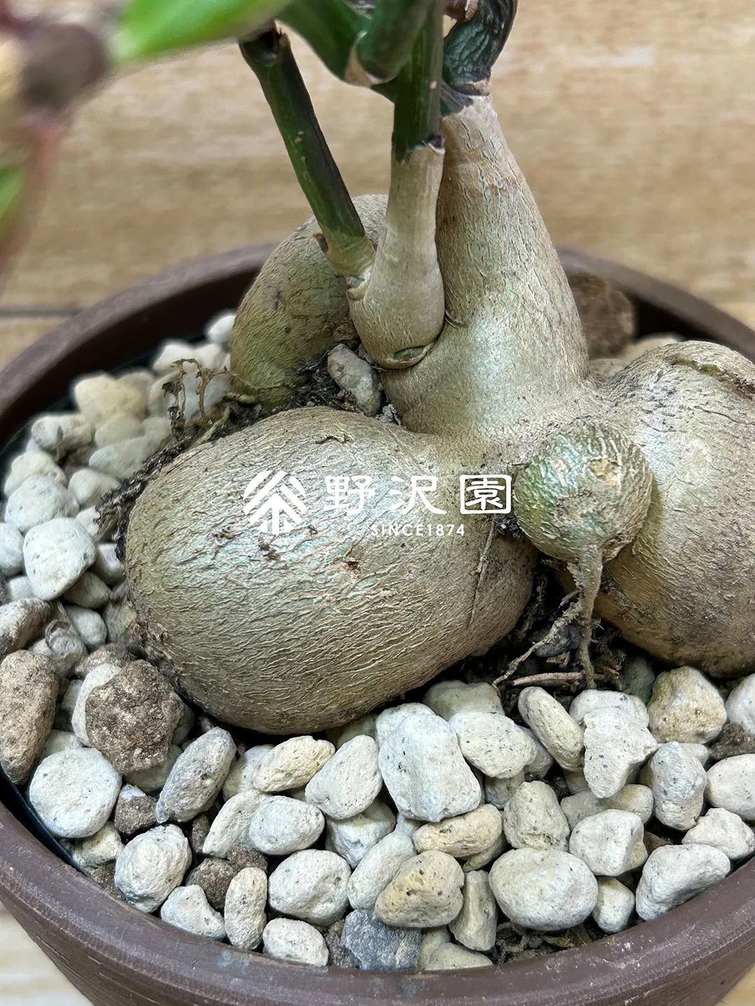 モナデニウム・ルベルム
