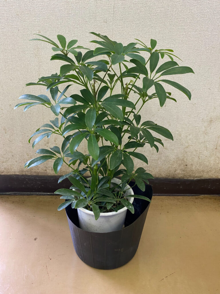 シェフレラ 野沢園blog
