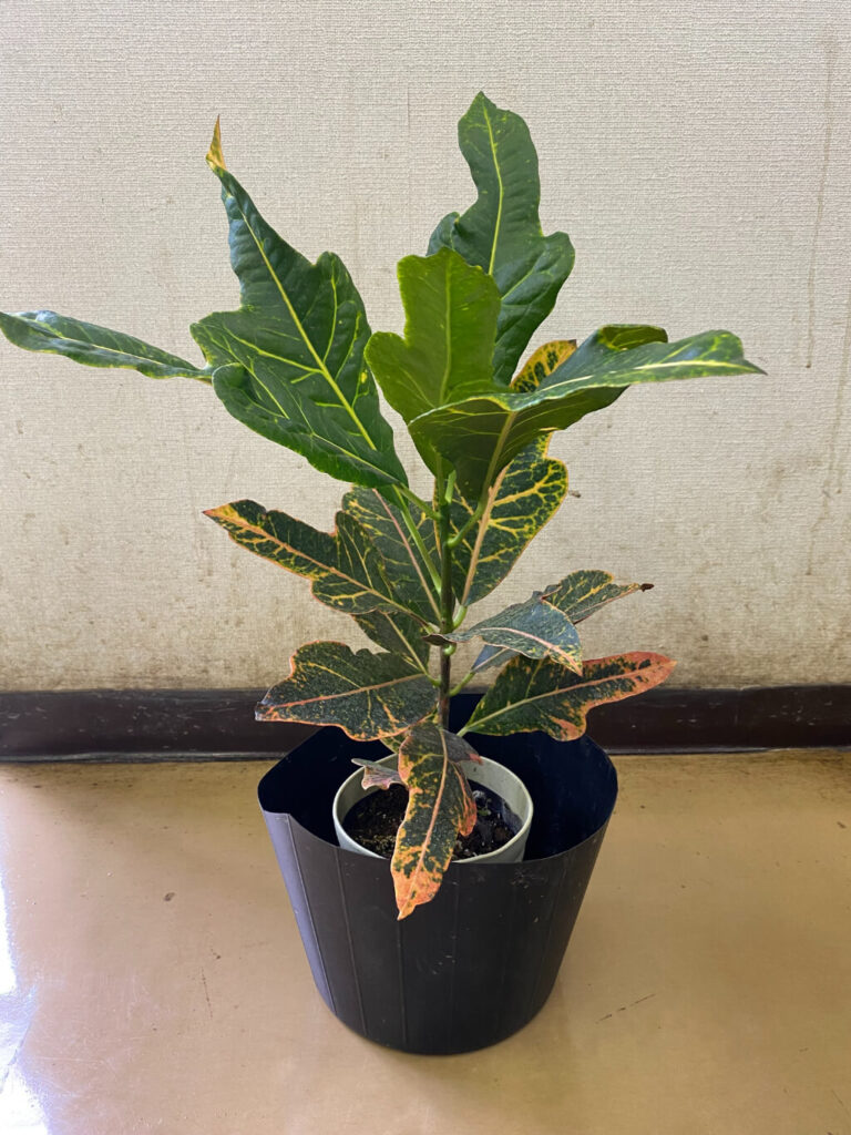 野沢園blog クロトン