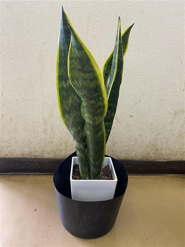 サンセベリア 野沢園blog