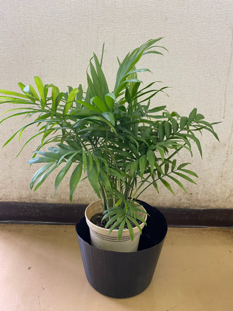 野沢園blog テーブルヤシ