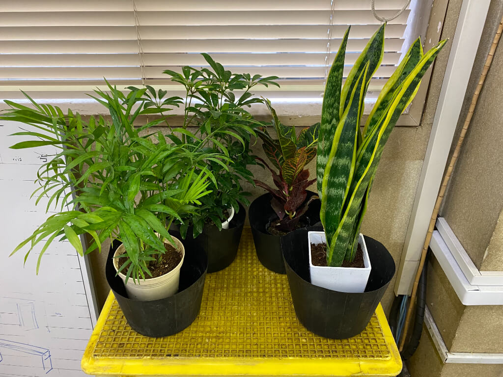 野沢園blog 日光に当たる植物