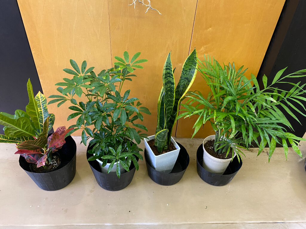 野沢園blog　光がない場所で植物を育ててみる