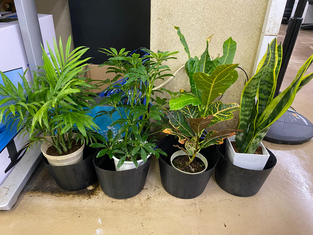 野沢園blog 日光に当たらない植物