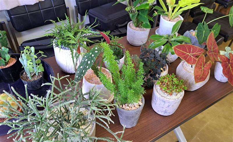 野沢園blog　オリジナルカレンダー撮影風景　観葉植物
