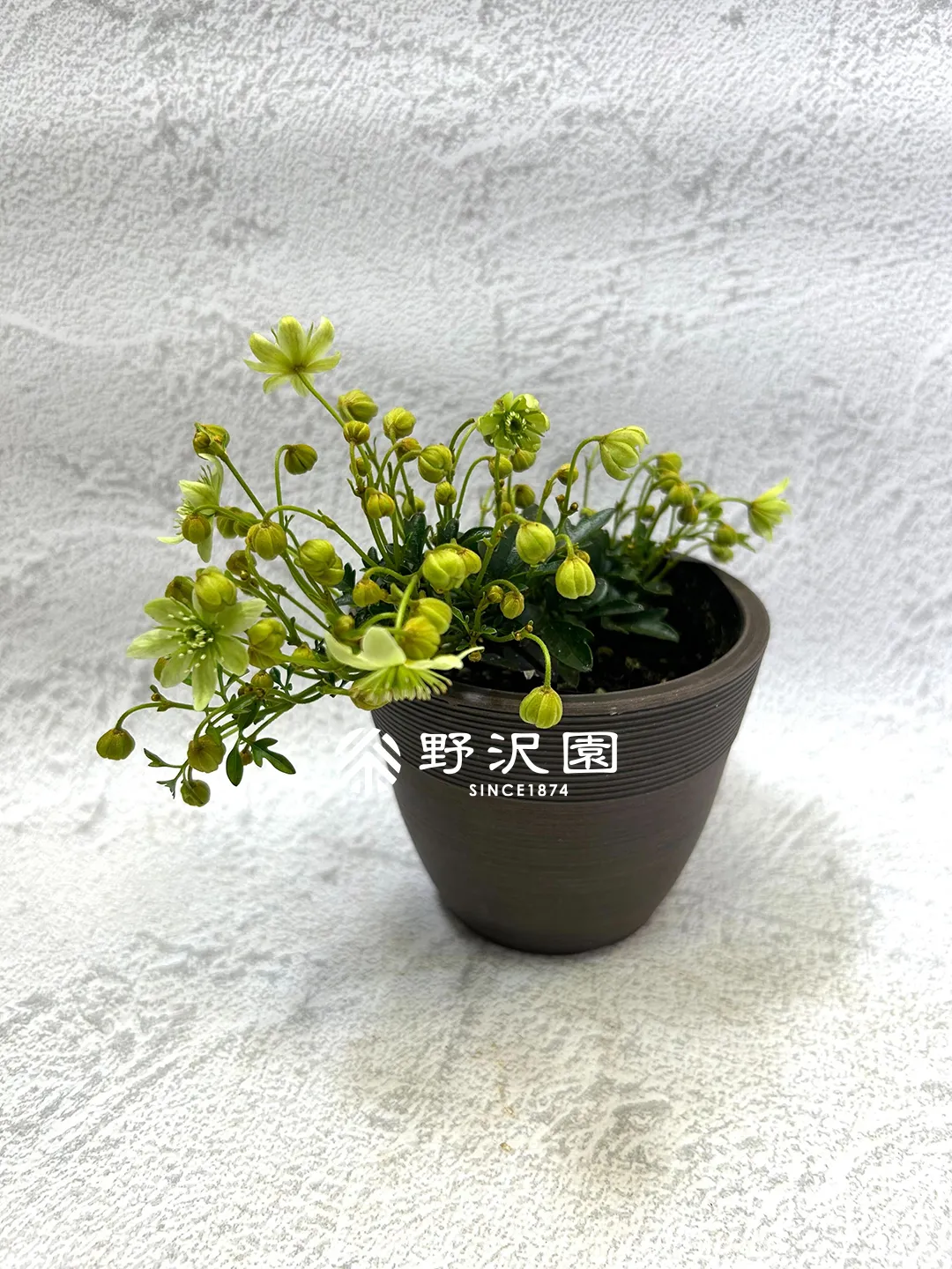 クレマチス・ピクシー