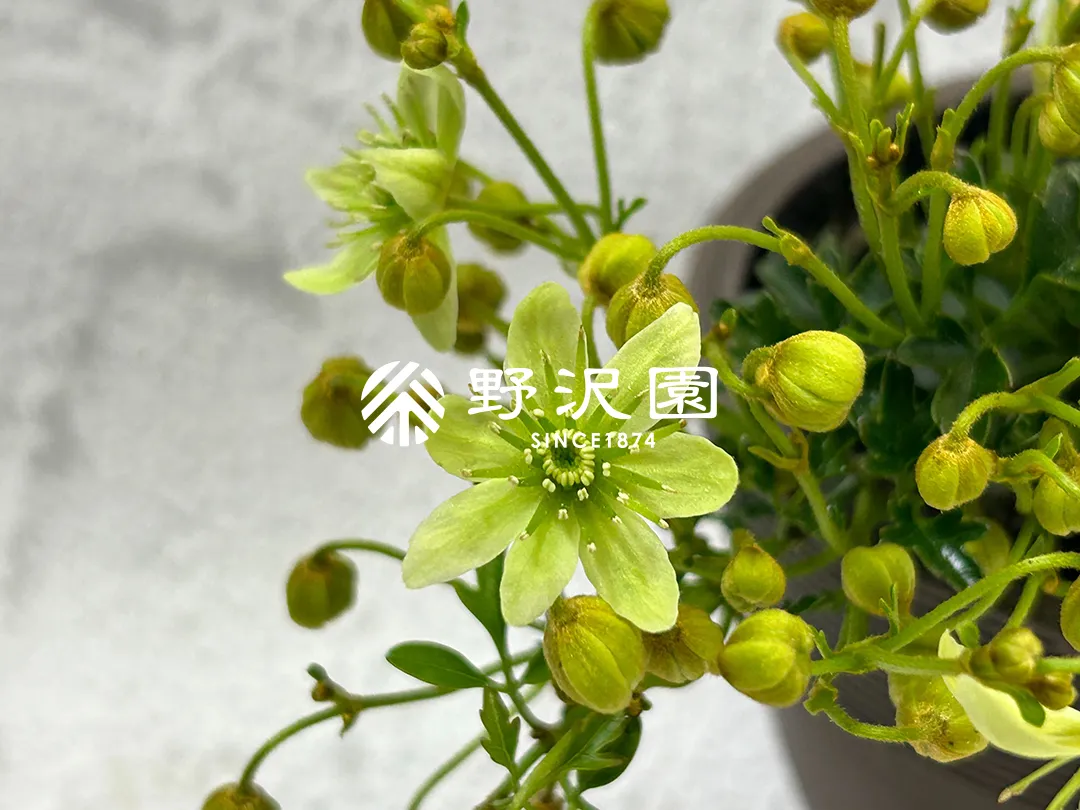 クレマチス・ピクシー