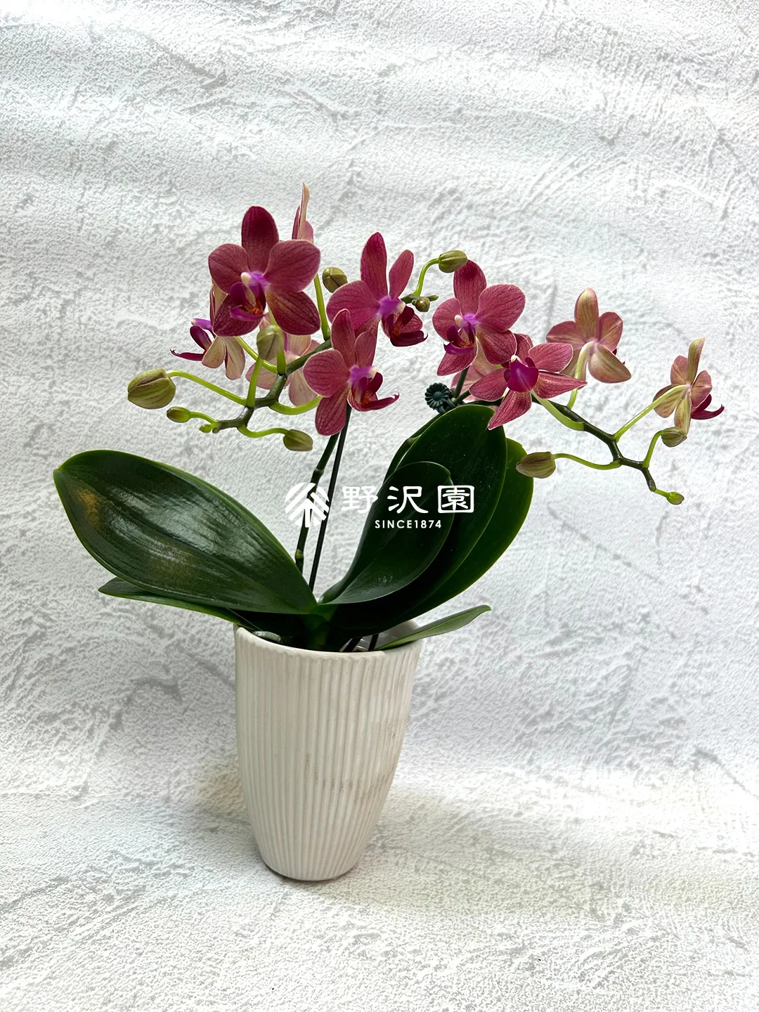 コチョウラン（胡蝶蘭）・ミセスブラウン