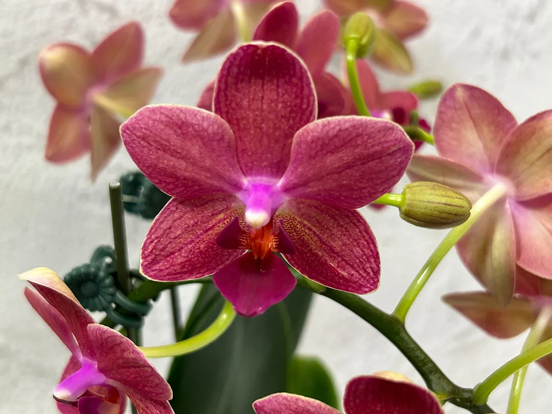 コチョウラン(胡蝶蘭)・ミセスブラウン