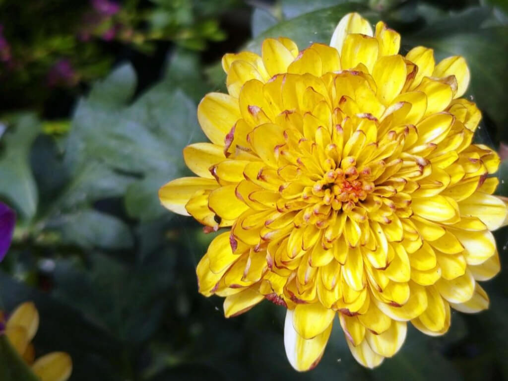 菊 重陽の節句