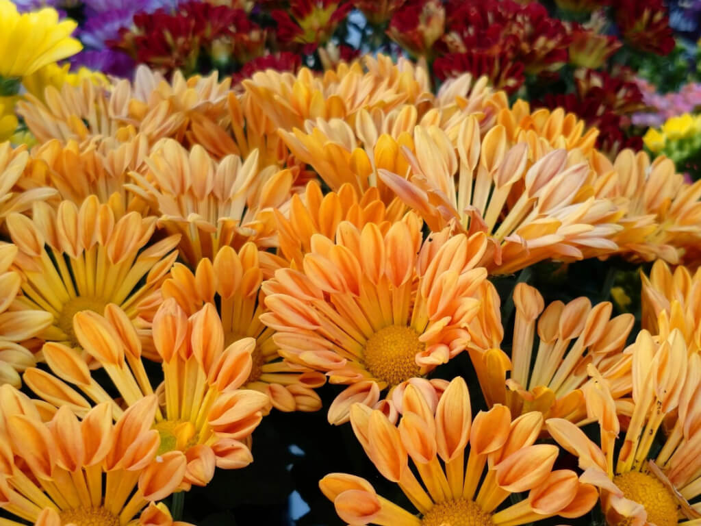 スプーン咲の菊 野沢園blog