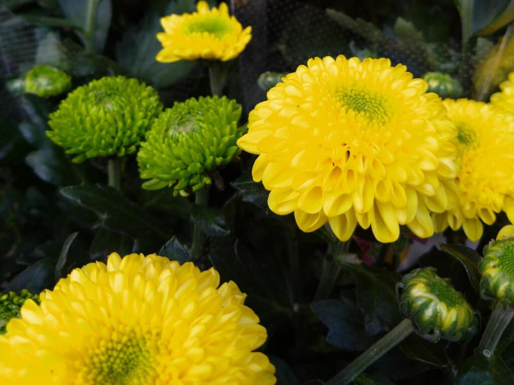 ポンポン咲き 菊
野沢園blog