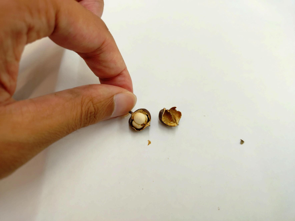 ナンキンハゼの実　野沢園blog