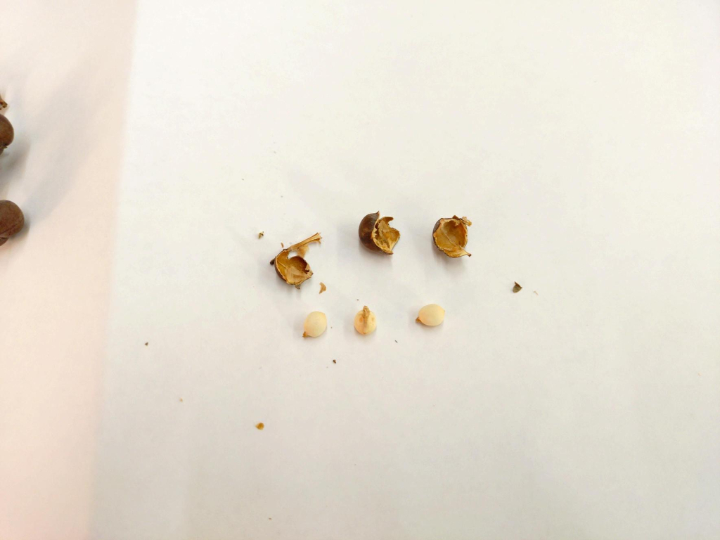 ナンキンハゼの実　野沢園blog