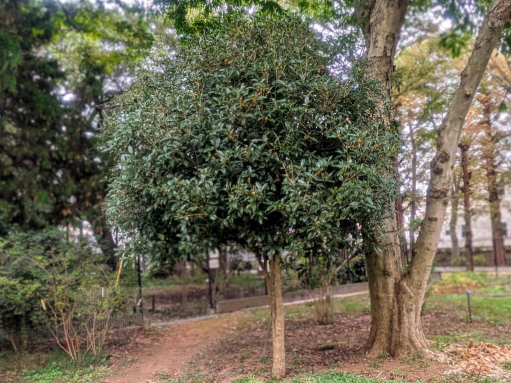 キンモクセイとギンモクセイの違い・造園社員の植物ノート | 株式会社 