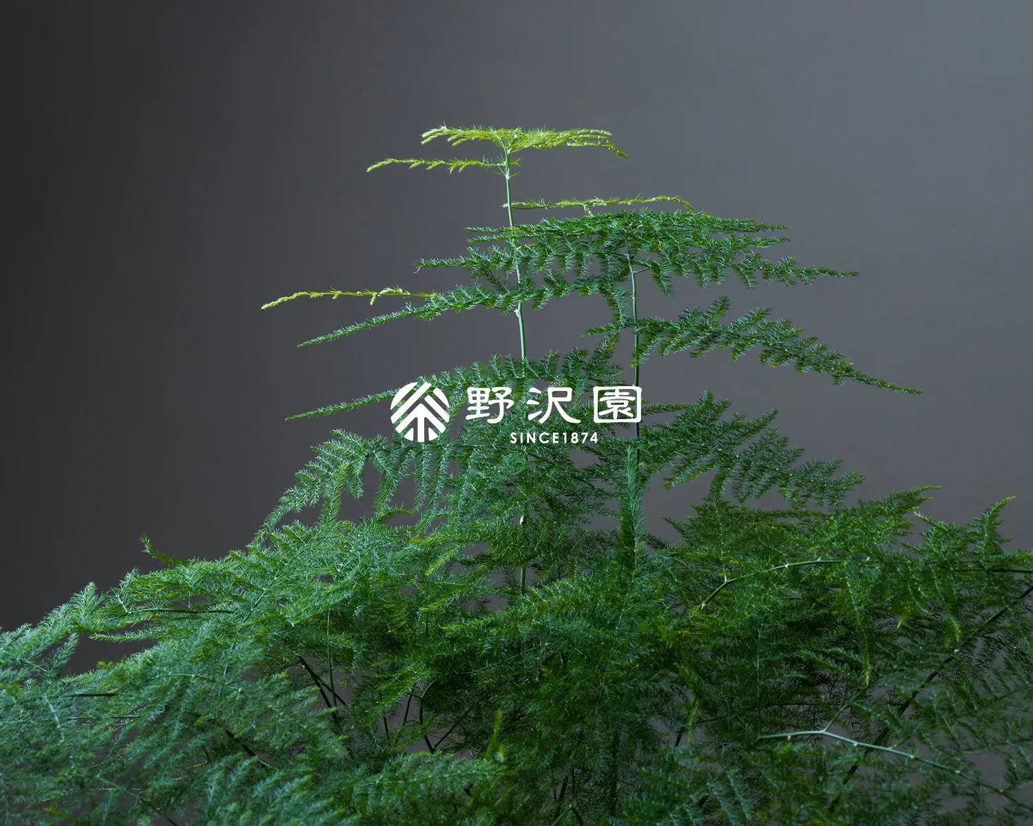 アスパラガス