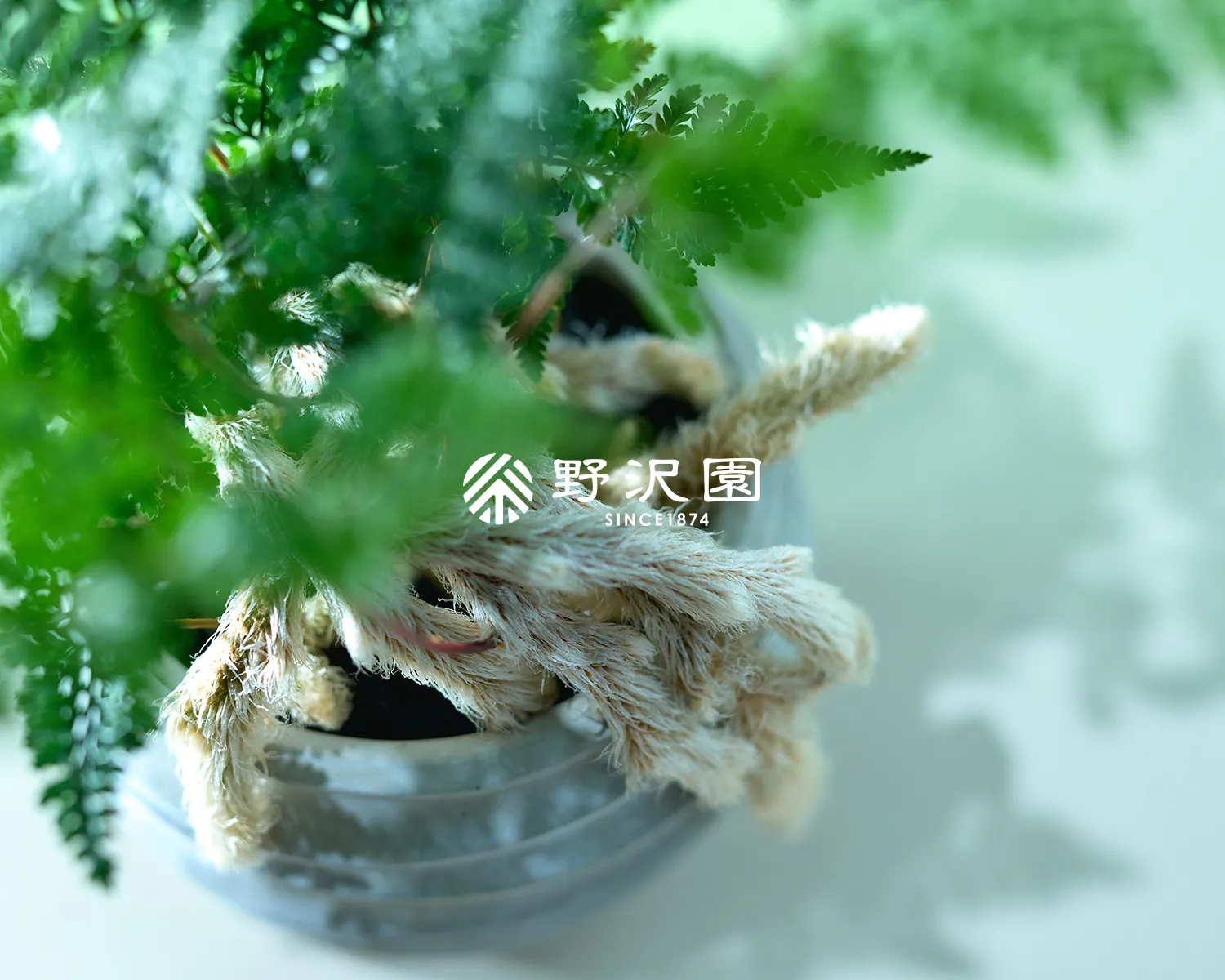 トキワシノブ(常盤忍)