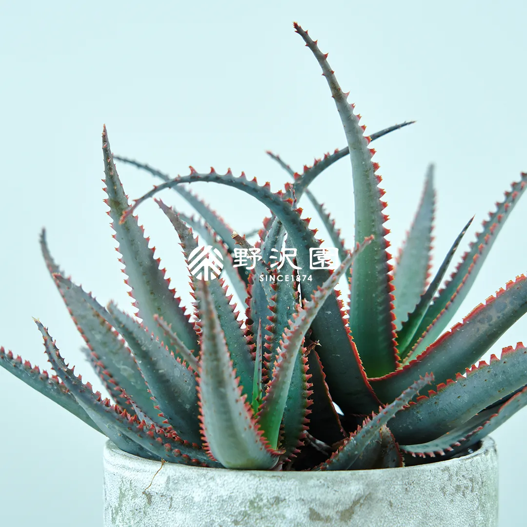 アロエ・フェロックス