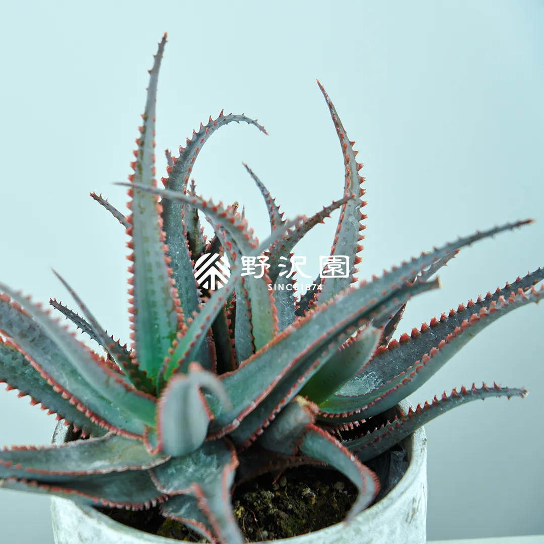 アロエ・フェロックス