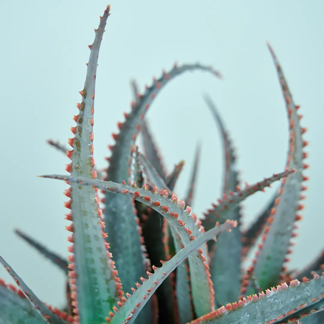 アロエ・フェロックス