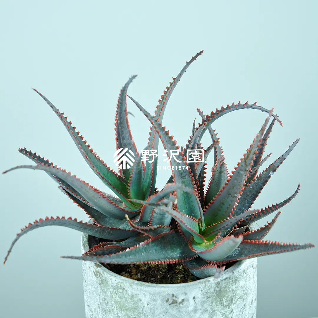 アロエ・フェロックス