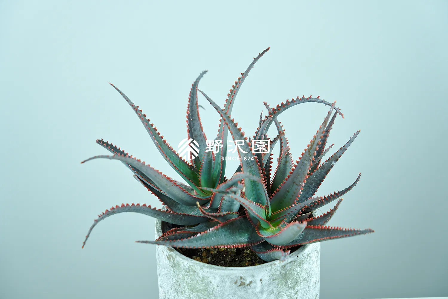 アロエ・フェロックス