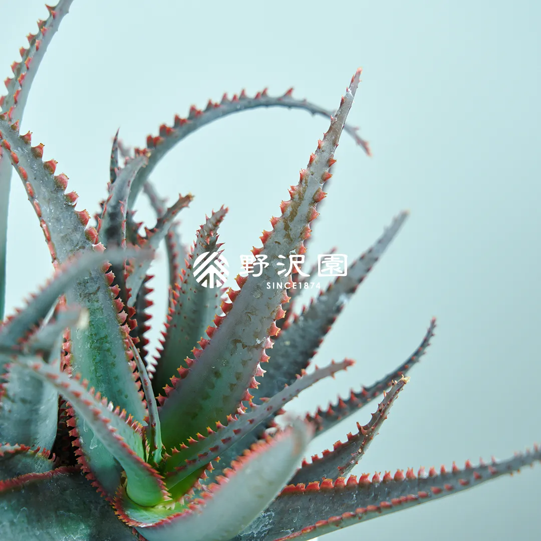 アロエ・フェロックス