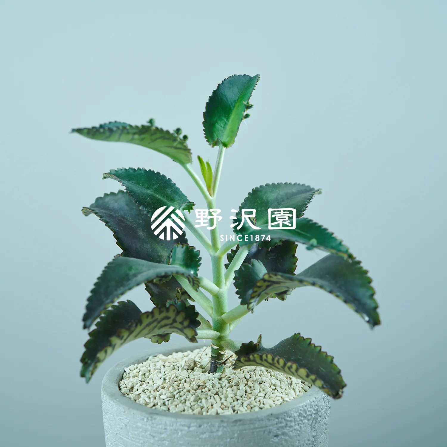 セイロンベンケイ