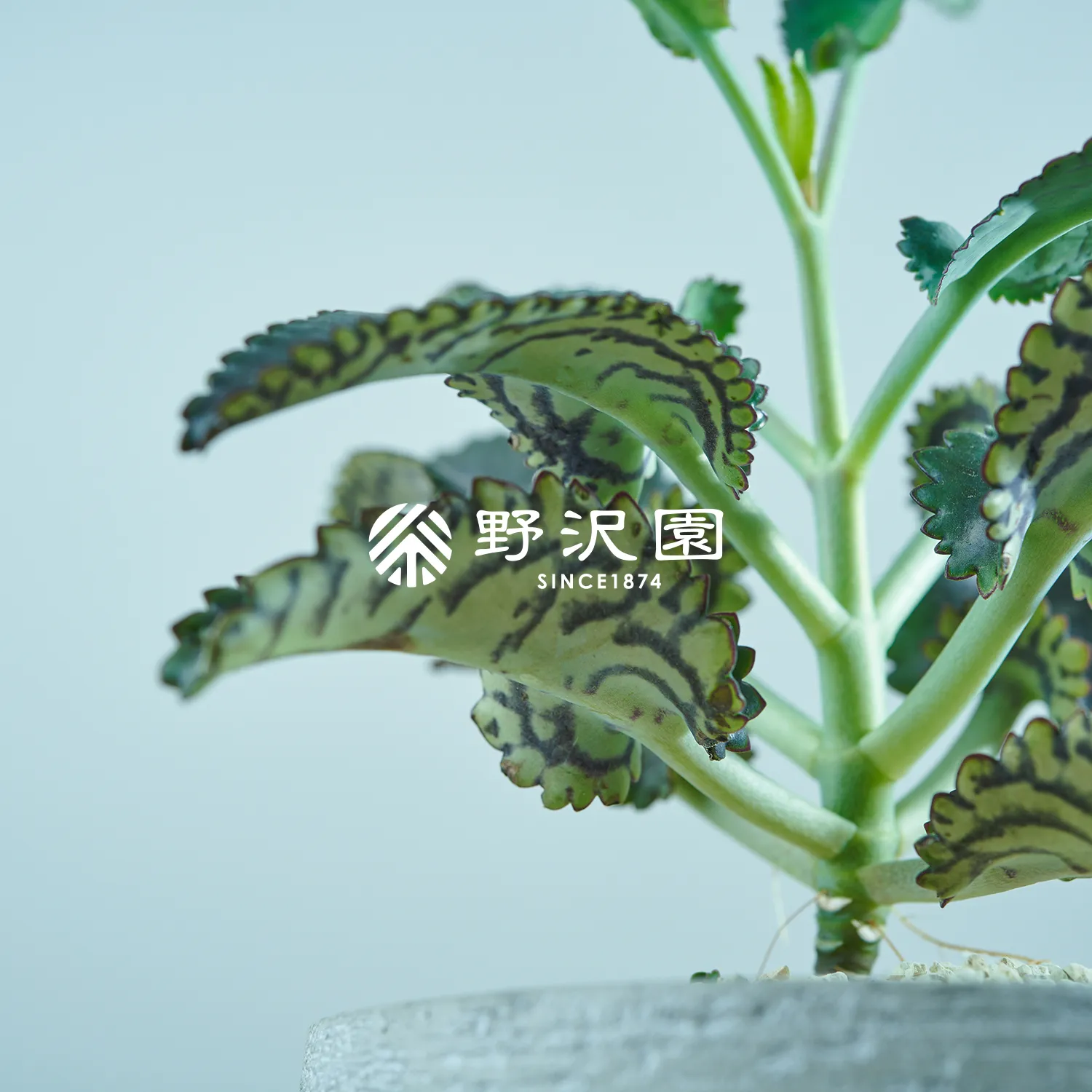 セイロンベンケイ