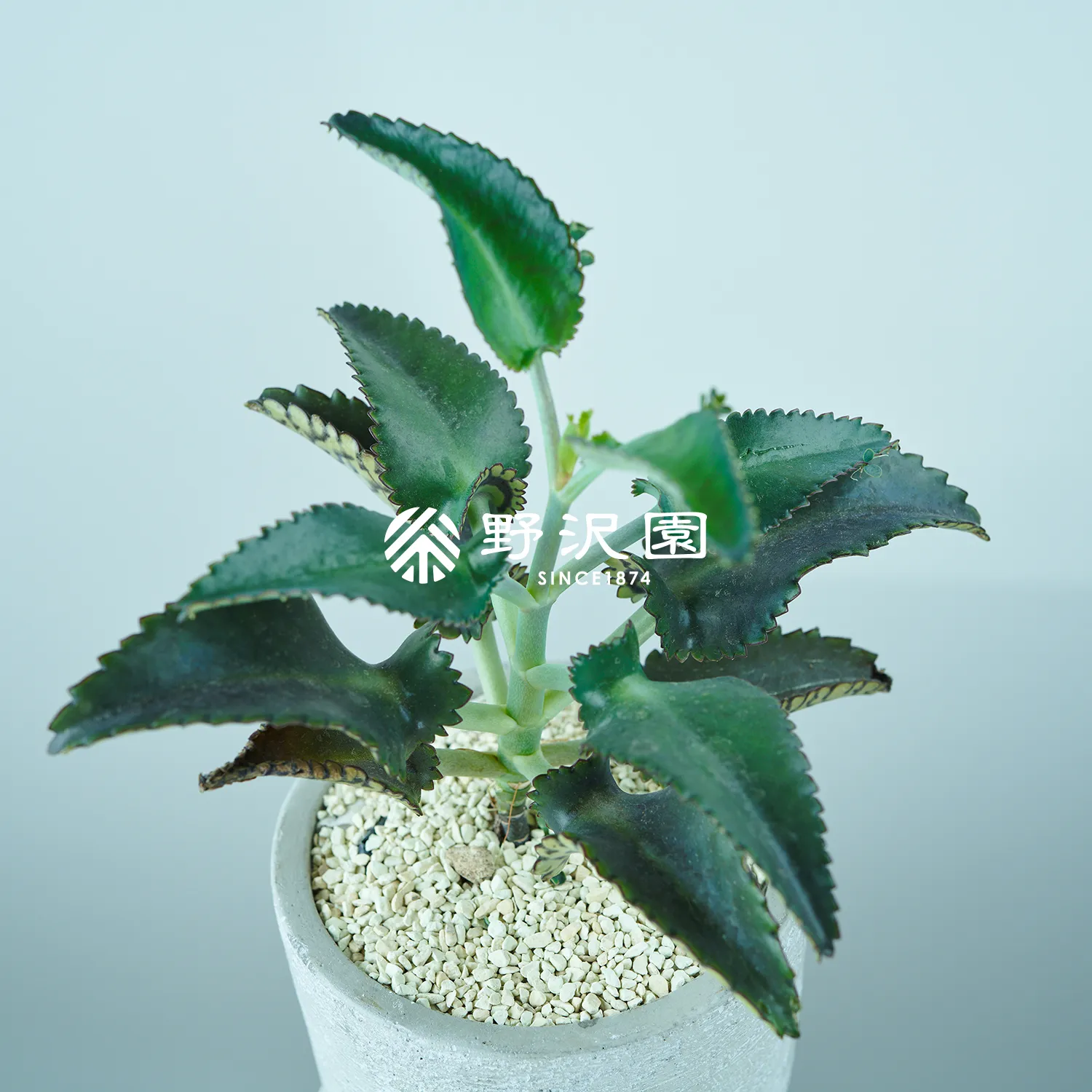 セイロンベンケイ