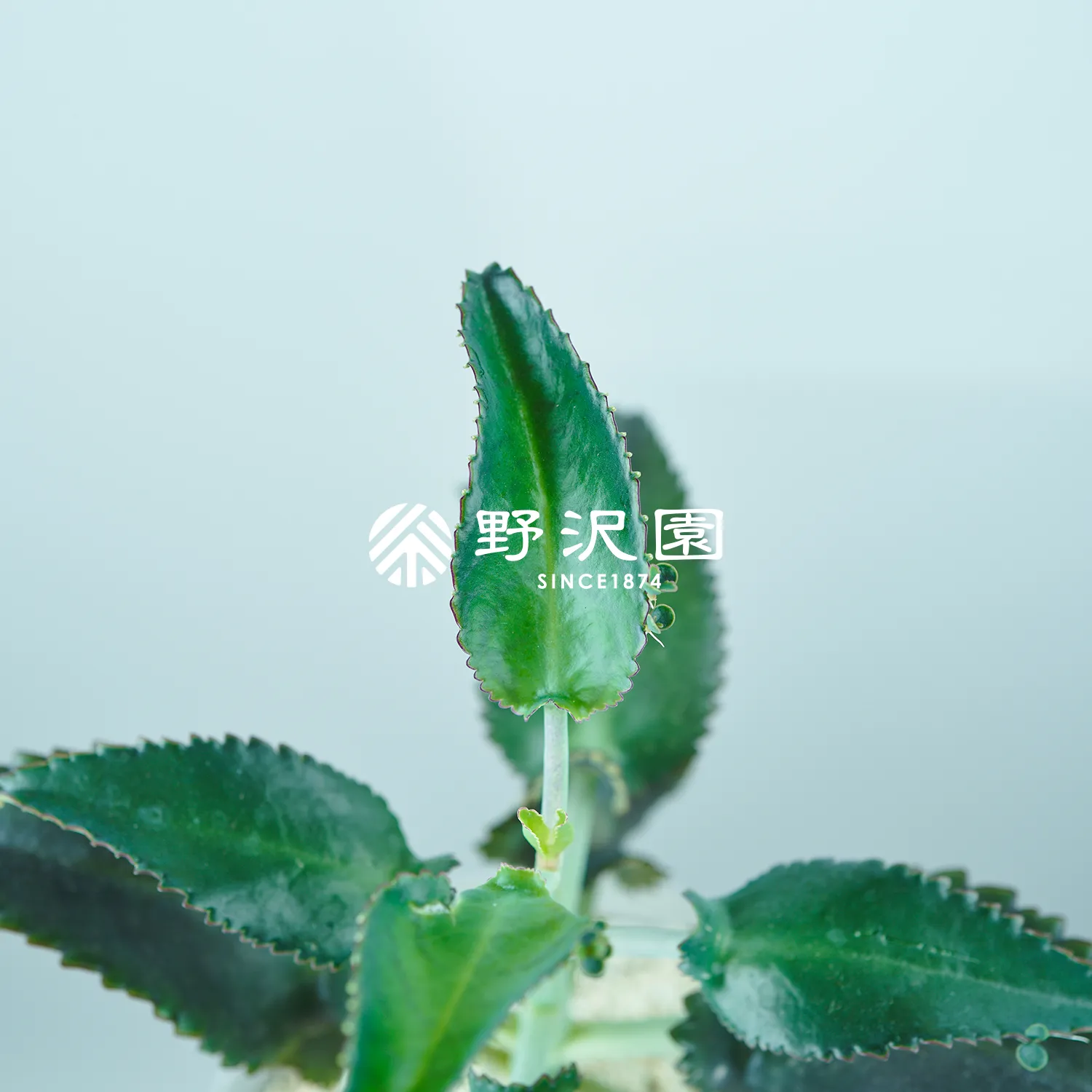 セイロンベンケイ