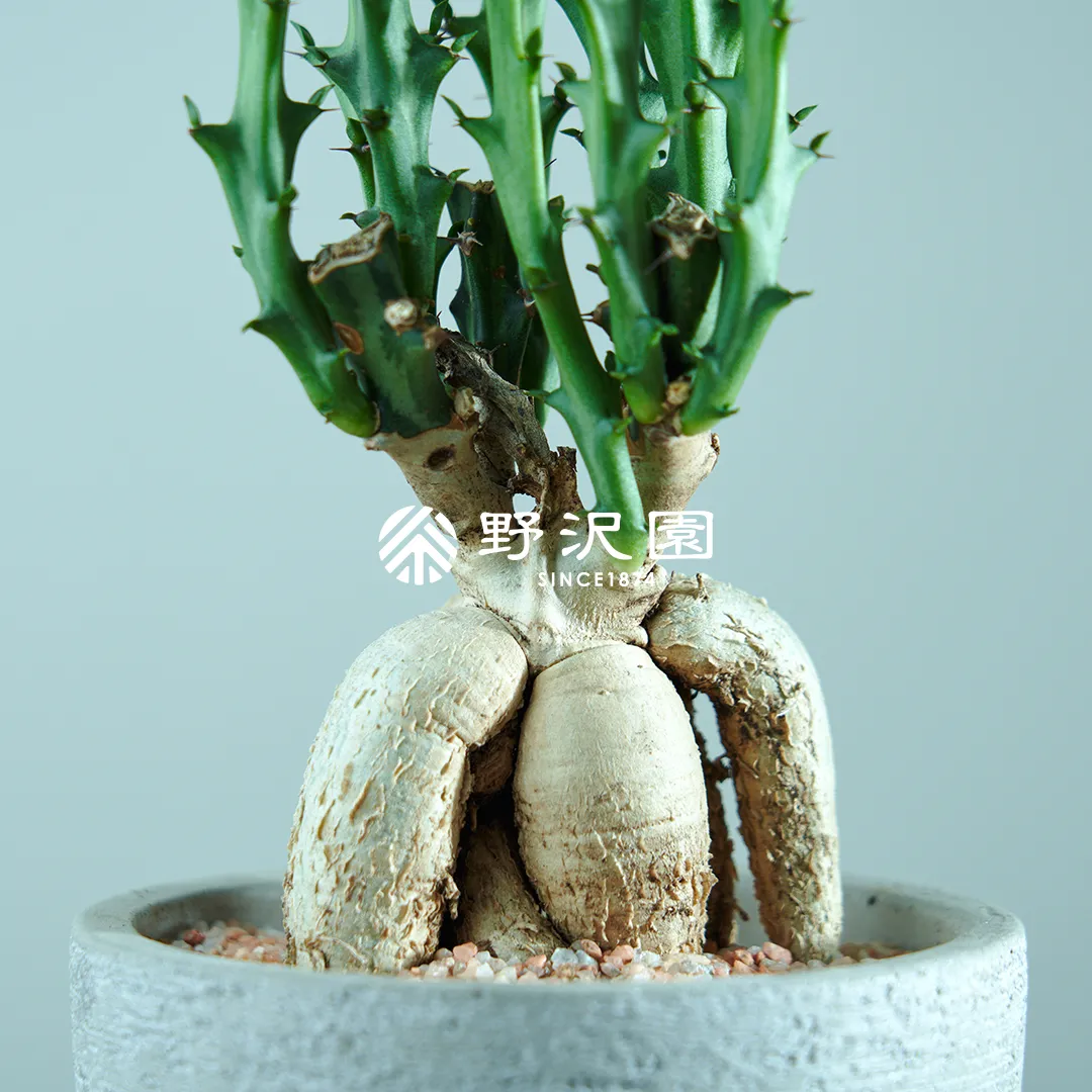 ユーフォルビア・クンチー