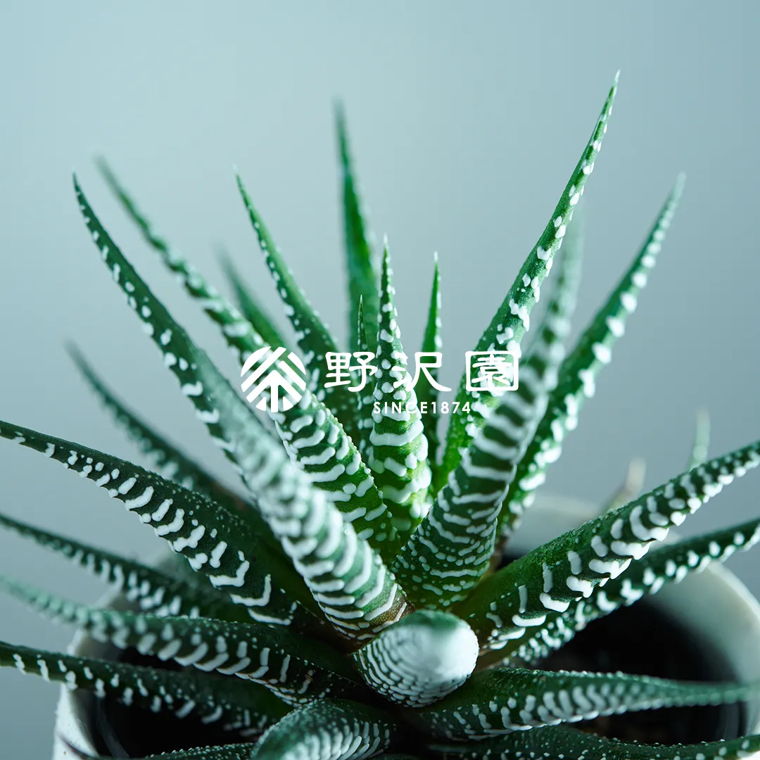 ハオルチア・十二の巻