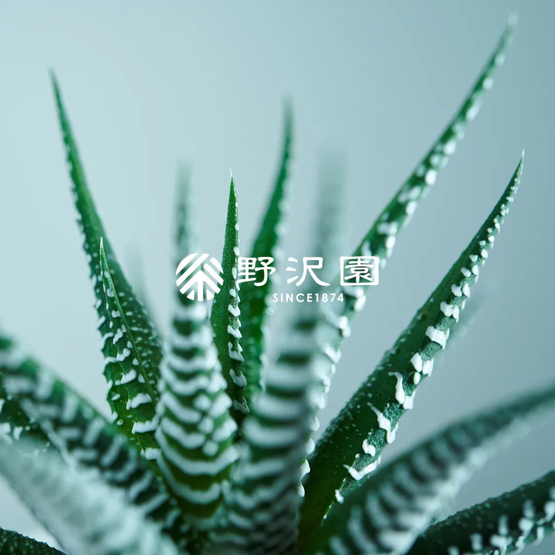 ハオルチア・十二の巻