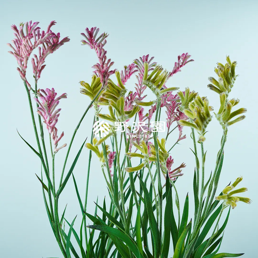 カンガルーポー