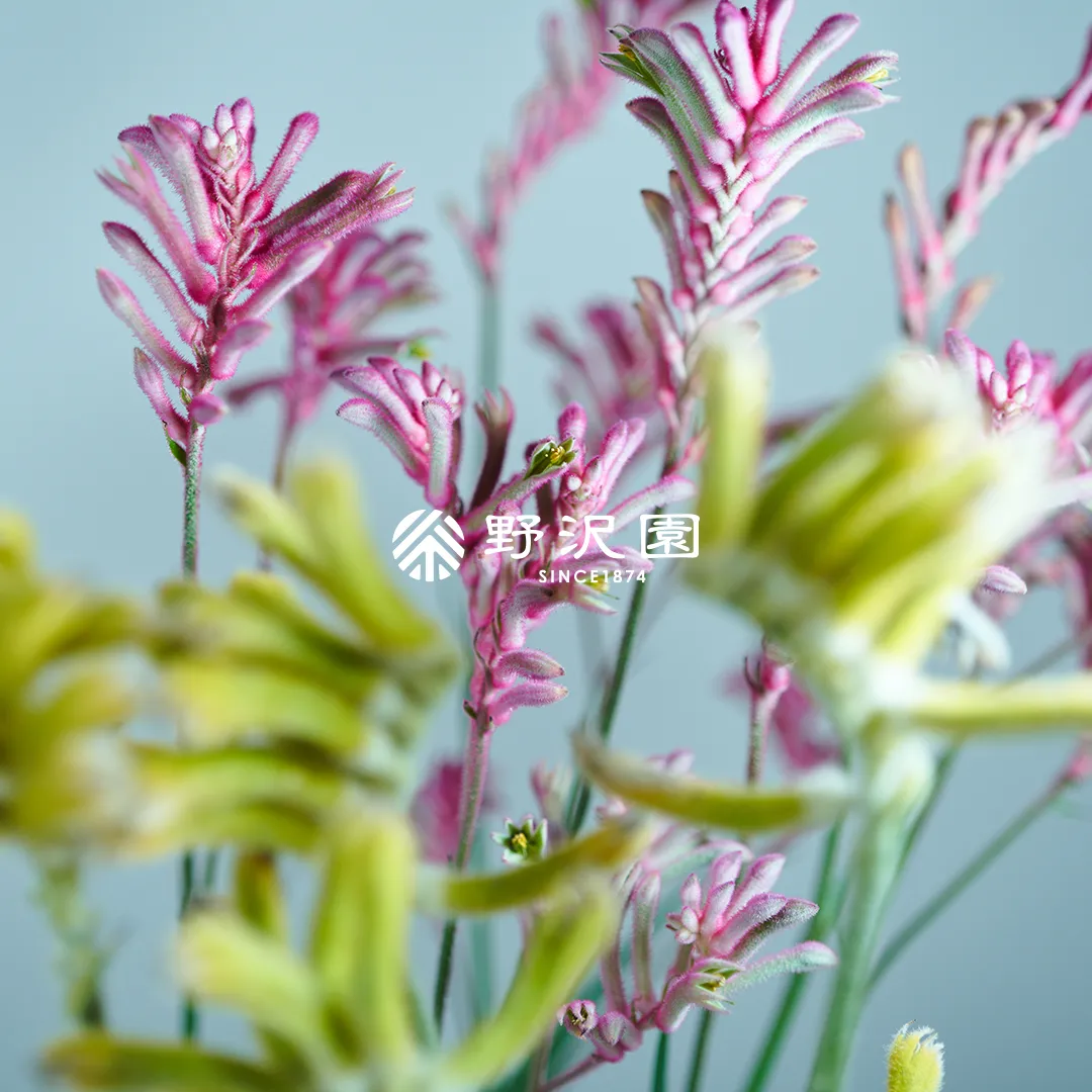 カンガルーポー