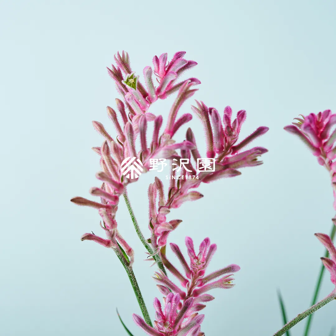 カンガルーポー