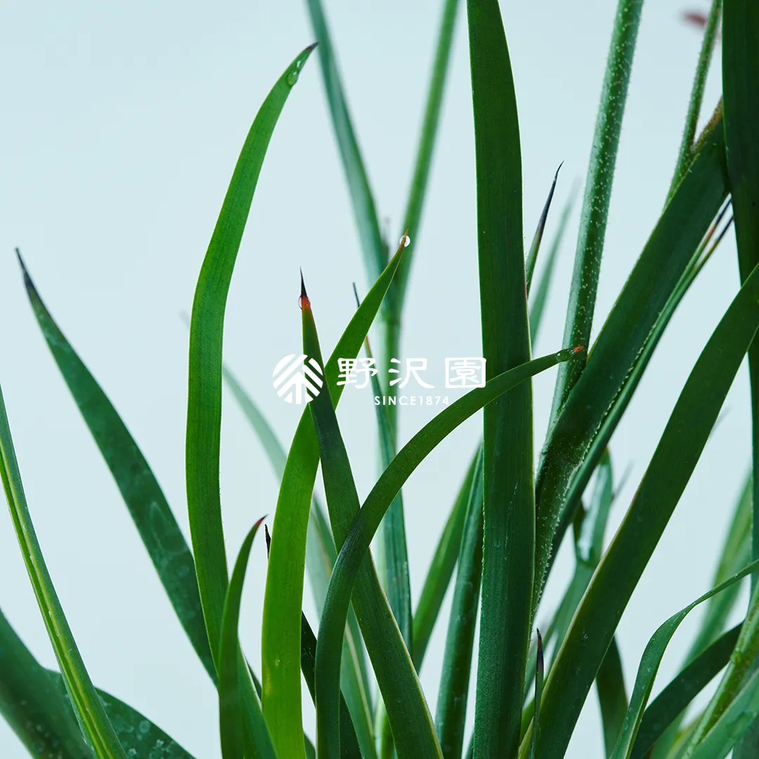 カンガルーポー