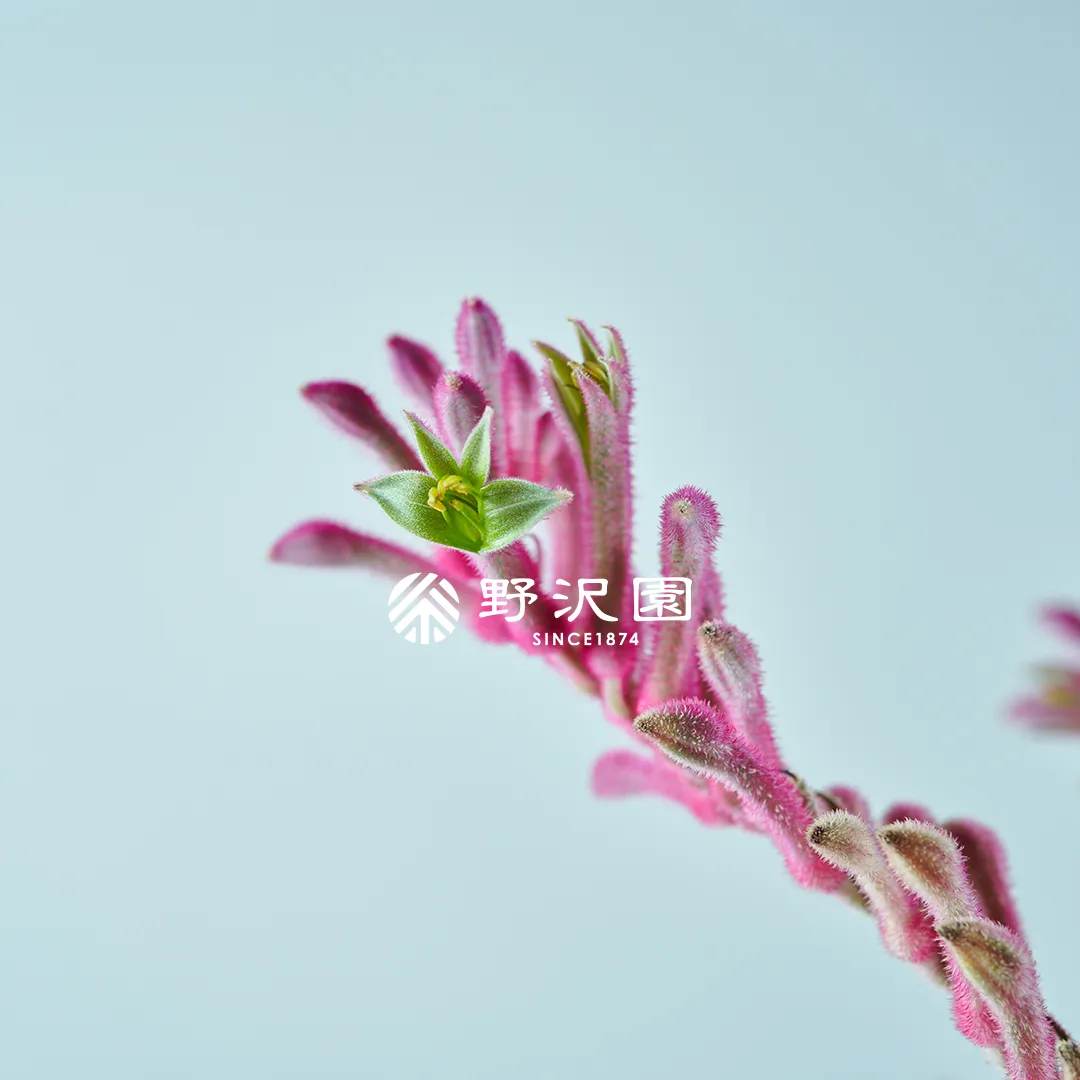 カンガルーポー