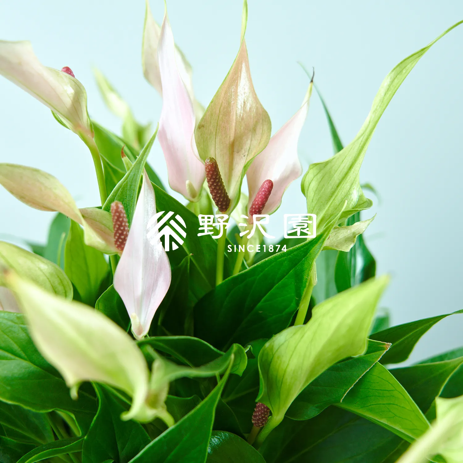 アンスリウム・リリー